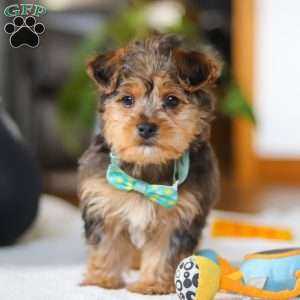 Dallas, Yorkie Poo Puppy